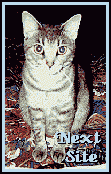 Brat Cats Next